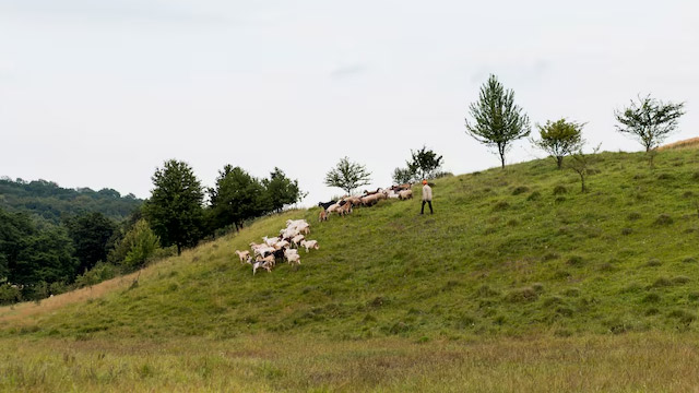 格林纳达护照项目